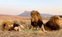 动物世界视频,揭秘自然界的生存智慧与奇观