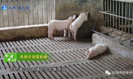 猪视频,趣味横生的动物世界